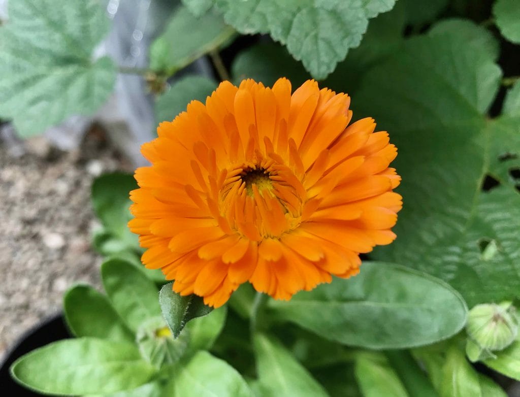 自分から陽に向かう可憐な植物たち(‘-‘*)