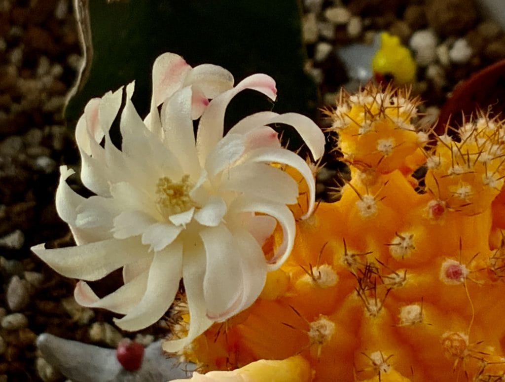 サボテンの花のように、枯れない愛を